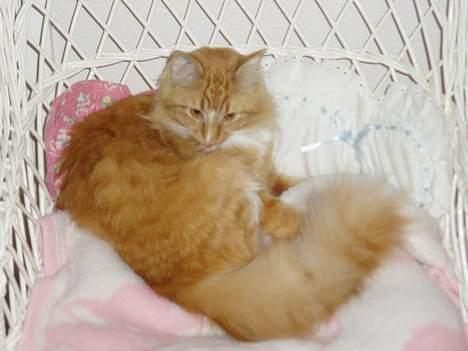 Blanding af racer Findus billede 1