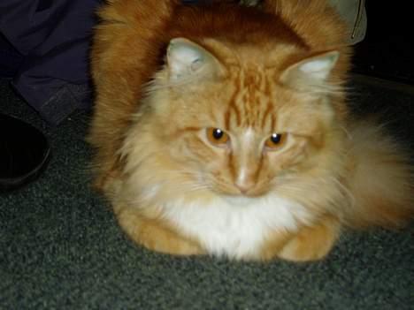 Blanding af racer Findus billede 2