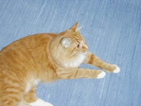 Blanding af racer Findus billede 3