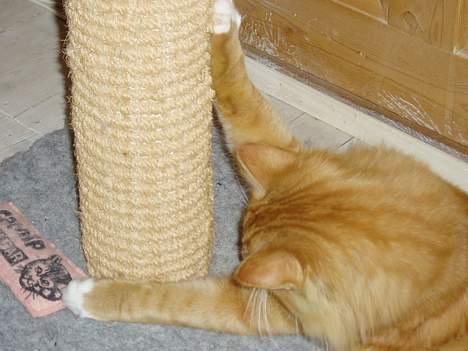 Blanding af racer Findus billede 4