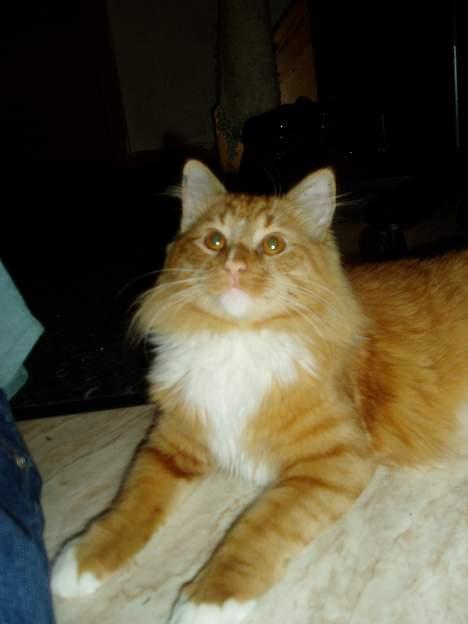 Blanding af racer Findus billede 5