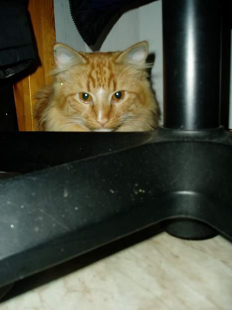 Blanding af racer Findus billede 6