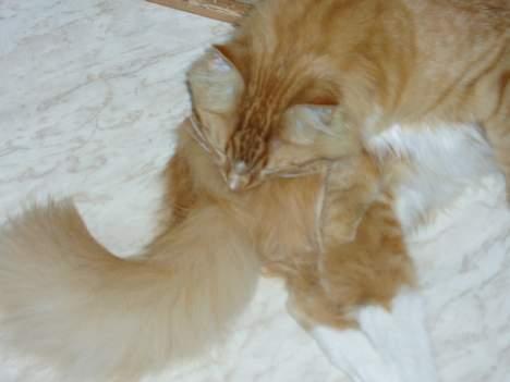 Blanding af racer Findus billede 7