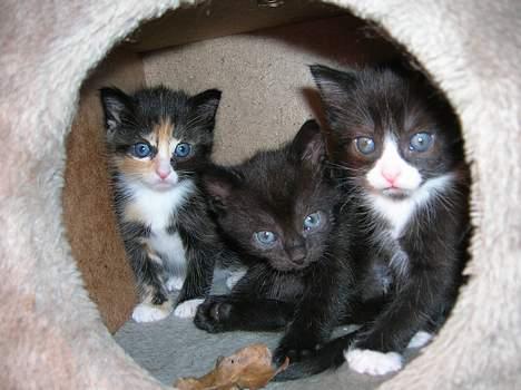 Blanding af racer Zoro (Død 1 januar) billede 8