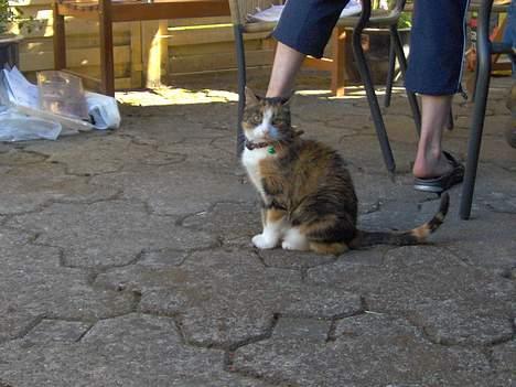 Blanding af racer Mille RIP :-( billede 6