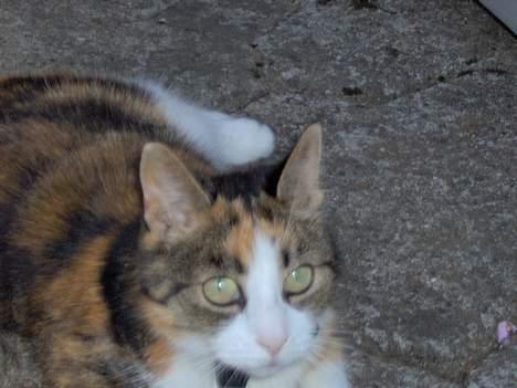 Blanding af racer Mille RIP :-( billede 7