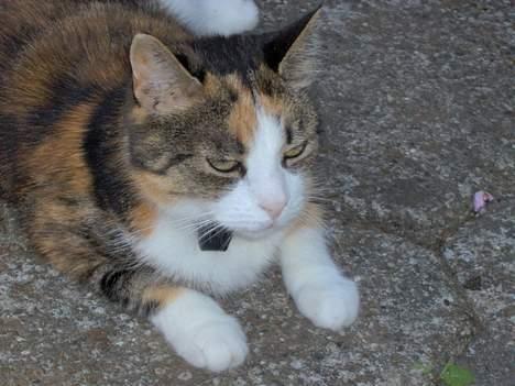 Blanding af racer Mille RIP :-( billede 8