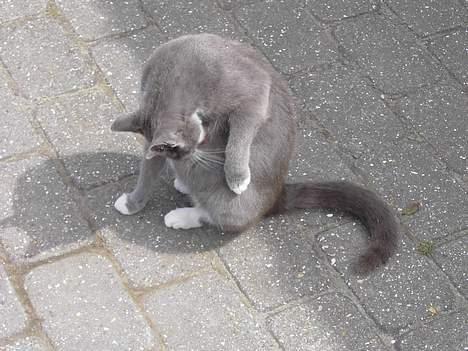 Blanding af racer Totti billede 12