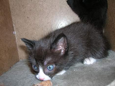 Blanding af racer Zoro (Død 1 januar) billede 9