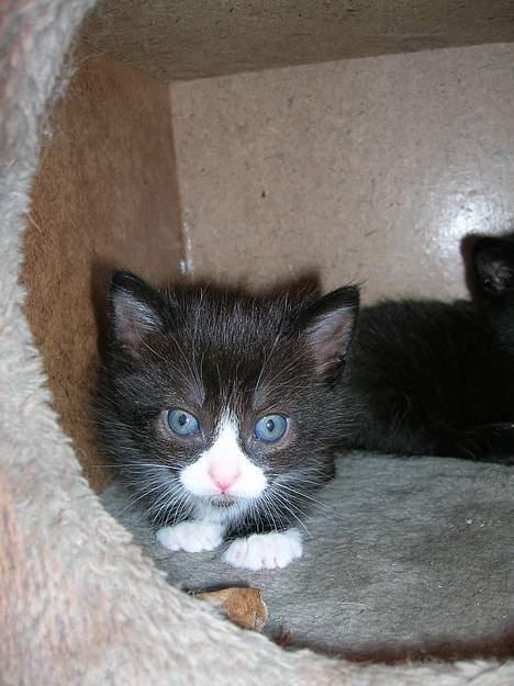 Blanding af racer Zoro (Død 1 januar) billede 10