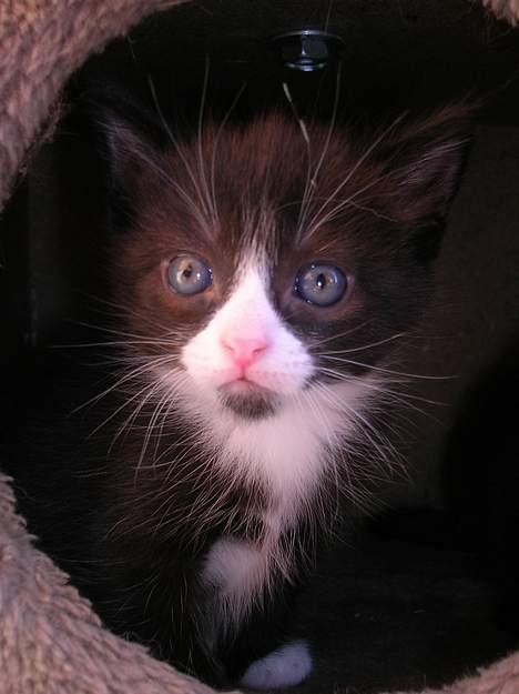 Blanding af racer Zoro (Død 1 januar) billede 11