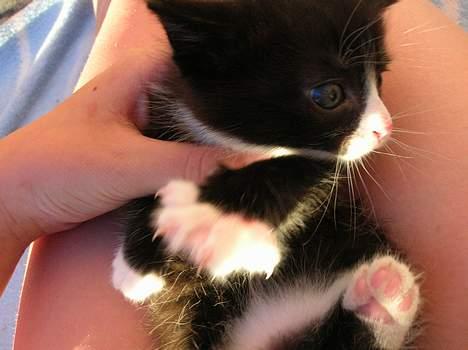 Blanding af racer Zoro (Død 1 januar) billede 12