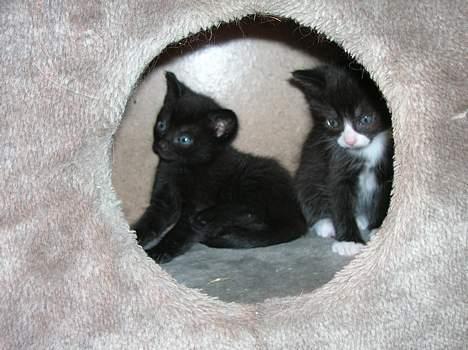 Blanding af racer Pjuske(har den ikke mere) billede 4