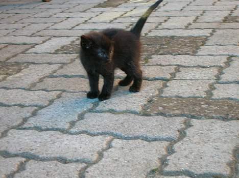 Blanding af racer Pjuske(har den ikke mere) billede 5