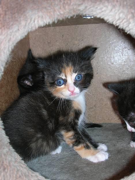 Blanding af racer Stella(har den ikke mere) billede 3