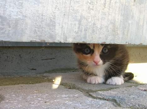 Blanding af racer Stella(har den ikke mere) billede 4