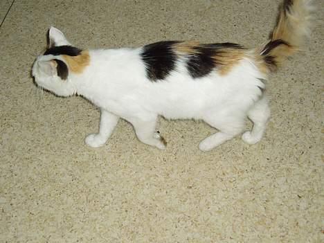 Blanding af racer Pusser - pussers mor billede 11