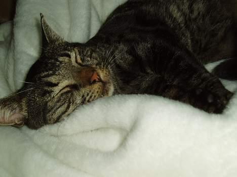 Blanding af racer Pusser billede 12