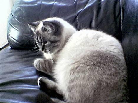 Blanding af racer simba billede 2