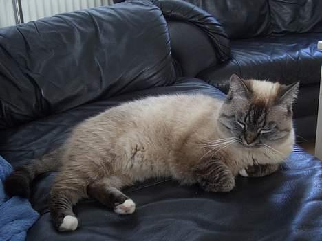 Blanding af racer simba billede 3