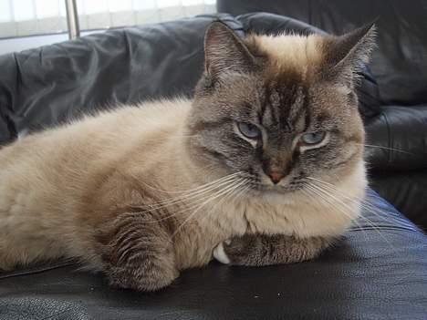 Blanding af racer simba billede 4