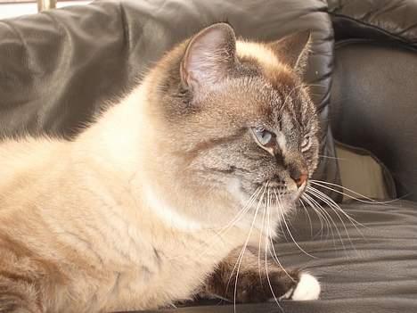 Blanding af racer simba billede 5