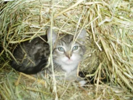 Blanding af racer Stribe - Stribe i stalden billede 11