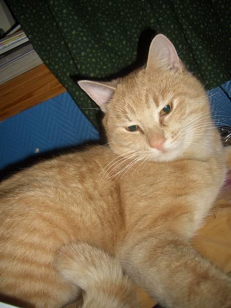 Huskat Tassen - tassen ligger i sengen min billede 12