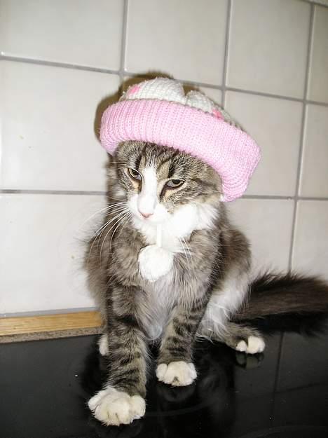 Blanding af racer Giz miz - hehe.. Cool Giz med hue på :D (2. juli 05) billede 1