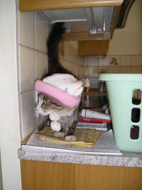 Blanding af racer Giz miz - :O Cool Giz flygter!! (2. juli 05) billede 2