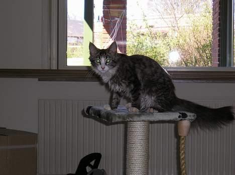 Blanding af racer Giz miz - Giz er på udflugt på det nye klatre stativ i det nye halv-færdige køkken (23 april 05) billede 3