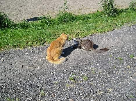 Blanding af racer Giz miz - Man skal ikke ligge sig ud med storebror Løve.. :D (29. juli 05) billede 5