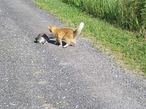 Blanding af racer Giz miz - Løve er nemlig FAAARLIG (; (29. juli 05) billede 6