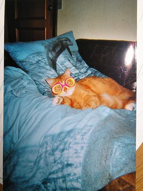 Blanding af racer Løvehjerte - Løver der hænger ud på sofaen med dykker briller :D billede 1