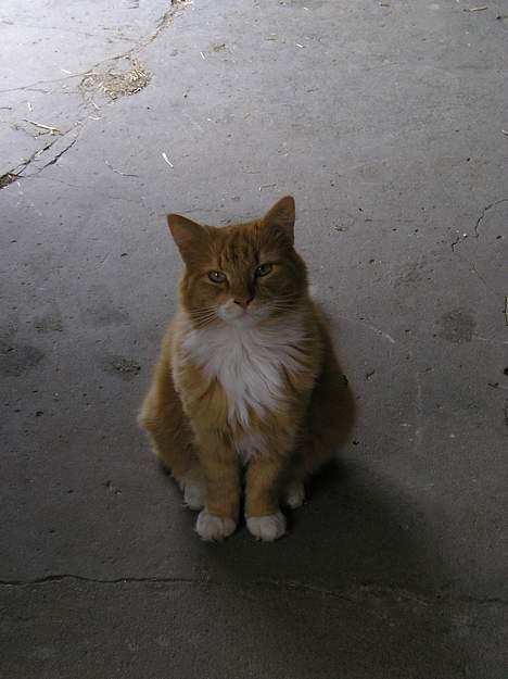 Blanding af racer Løvehjerte - Her sidder lille løve nede i heste stalden "Glor du på mig?" (3 maj 05) billede 2