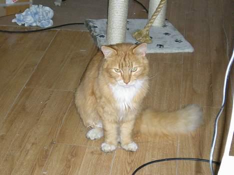 Blanding af racer Løvehjerte - Lille løve i det halv færdige køkken (23 april 05) billede 3