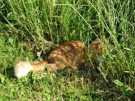 Blanding af racer Løvehjerte - Løve leger i græsset (: (29. juni 05) billede 4