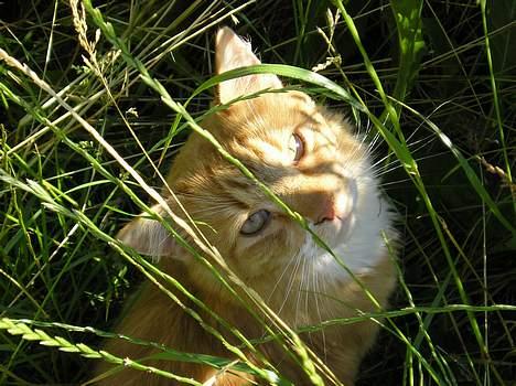 Blanding af racer Løvehjerte - "hvaa... daw med dig!" (29. juni 05) billede 5