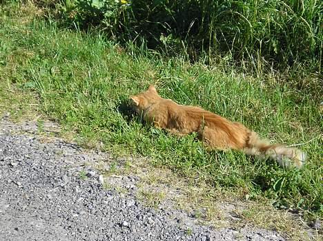 Blanding af racer Løvehjerte - Løver gør klar til angreb.... (29 juni 05) billede 6