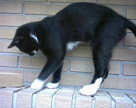 Blanding af racer Mickey (Nulle) - Mickey går "Cat"walk billede 15