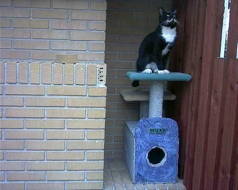 Blanding af racer Mickey (Nulle) billede 16