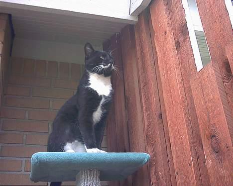 Blanding af racer Mickey (Nulle) billede 17