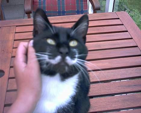 Blanding af racer Mickey (Nulle) billede 18