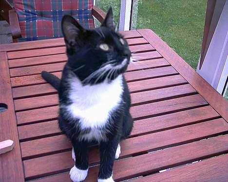 Blanding af racer Mickey (Nulle) billede 19