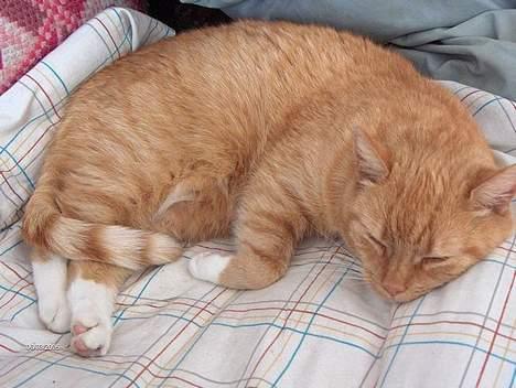 Blanding af racer Miv billede 16