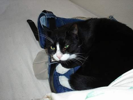 Blanding af racer mads *Himmelkat* - nu kommer de sq med det kammera igen... billede 15