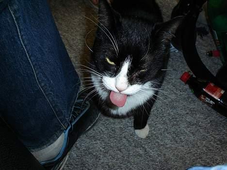 Blanding af racer mads *Himmelkat* - ad! fluer er sjove at fange, men de smager ikke godt billede 16