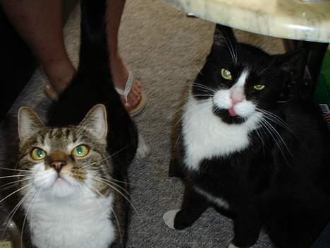 Blanding af racer mads *Himmelkat* - hey det er jo mig og søster lystig... billede 17