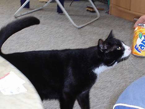 Blanding af racer mads *Himmelkat* - jeg kunne blive en sand reklame miss. HOLLYWOOD NOW I COME billede 18