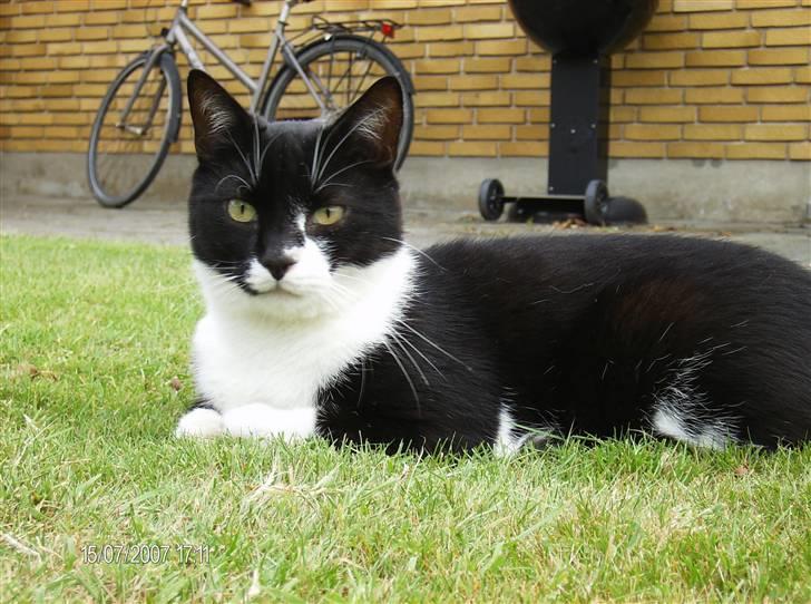 Blanding af racer Victor<3 billede 1